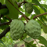 Natuurlijke Graviola Zuurzak Extract Poeder 10:1 Graviola Zuurzak Fruit Poeder