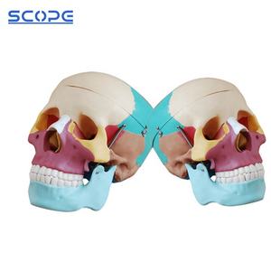 의학 가장 두개골 인간적인 두개골 모형 성숙한 해부 착색된 자연적인 두개골 - Product Image 3