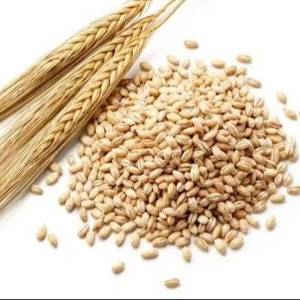 Aislado de Proteína de Cebada de Alta Calidad 80% en Polvo, Sin OMG, Proteína Vegetal Vegana para Nutrición Deportiva y Barras Energéticas, Grado Alimenticio - Product Image 1