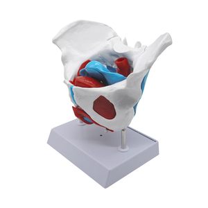 Großhandel medizinisches anatomisches weibliches Becken modell mit abnehmbaren Organen für die medizinische Bildung - Product Image 1