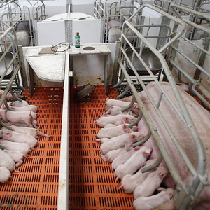 Jaula de parto a la venta en Filipinas Jaula para cerdos embarazadas con bebedero de acero inoxidable para cerdos - Product Image 2