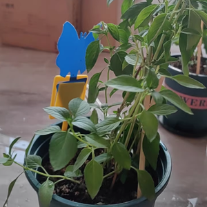 Piège collant triangulaire bleu écologique et imperméable pour mouches des fruits, avec piquets <span class=keywords><strong>de</strong></span> fixation au sol, pour jardinage domestique et plantes en pot - En stock - Product Image 6