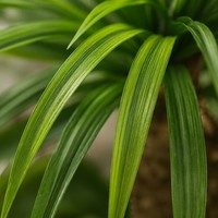 Dracaena marginata artificielle 120-210 cm, arbre du dragon multi-troncs en pot pour la décoration intérieure et extérieure, maison, bureau