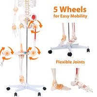 Squelette médical humain adulte 180 cm avec points de départ et d'arrivée des muscles et marquages des ligaments numérotés CE/ISO