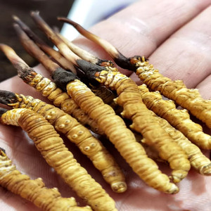 Sıcak satış çin ot ham Cordyceps Sinensis çiftlik kurutulmuş Cordyceps Militaris fiyat Cordyceps Militaris takviyeleri - Product Image 2