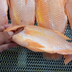 Peixe Tilápia Vermelho Inteiro Congelado - Product Image 1