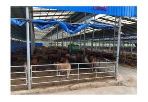 อุปกรณ์ฟาร์มปศุสัตว์ออสเตรเลีย แผงกั้นวัว ประตูคอก แผงคอกเคลื่อนที่ชุบสังกะสี แผงคอกเหล็กกล้าคาร์บอนสำหรับปศุสัตว์ ทันสมัย - Product Image 3