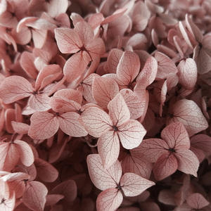 Usine En Gros Véritable Naturel Préservé Fleur Multi Couleur <span class=keywords><strong>Stabilisé</strong></span> Hortensias Hortensias Préservé - Product Image 4
