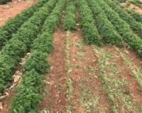 Autres équipements agricoles : Récolteuse de poireaux verts, d'ail chinois, coupe-céleri, machine à récolter les ciboulettes