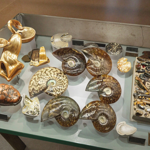 Spécimen fossile d'<span class=keywords><strong>ammonite</strong></span> irisé naturel de Madagascar escargot en cristal opalisé pour l'éducation aux sciences biologiques de base - Product Image 2