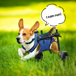 Aides à la mobilité <span class=keywords><strong>pour</strong></span> chiens handicapés aux pattes arrière, utilisation médicale, léger, réglable, <span class=keywords><strong>fauteuil</strong></span> <span class=keywords><strong>roulant</strong></span> <span class=keywords><strong>pour</strong></span> animaux de compagnie - Product Image 6