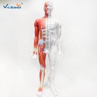 Modelo de Acupuntura Humana de 85CM con Anatomía Muscular de Medio Cuerpo, Modelo de Enseñanza de Puntos de Acupuntura Masculinos para TCM, con Certificaciones CE/ISO/ROHS/CNAS