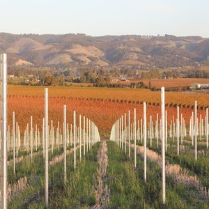 Poteau en métal pour vignes de 2,5 m de hauteur, galvanisé à chaud, robuste, avec revêtement en zinc de 120 g, pour vignes, vignobles, vignes de raisin - Product Image 3