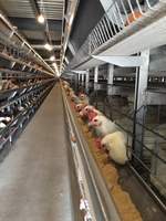 Les cages à poules de type H de haute qualité sont robustes et durables.