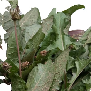 raw dried loose bulk supply cuts or whole pure dandelion leaves