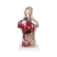 Modèles de torse humain grandeur nature de 28 cm pour l'enseignement des sciences médicales, avec des organes amovibles et 7 parties pour l'éducation scolaire