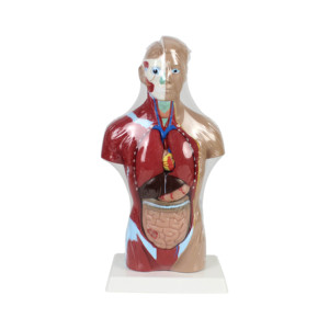 Modèles de torse <span class=keywords><strong>humain</strong></span> grandeur nature de 28 cm pour <span class=keywords><strong>l</strong></span>'enseignement des sciences médicales, avec des organes amovibles et 7 parties pour <span class=keywords><strong>l</strong></span>'éducation scolaire - Product Image 2