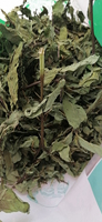 Herbe séchée brute de Chine, feuilles de menthe sauvage à vendre