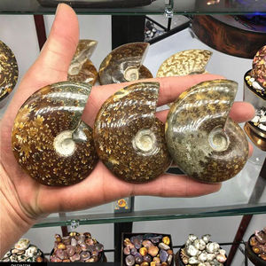 Spécimen <span class=keywords><strong>fossile</strong></span> d'ammonite irisé naturel de Madagascar escargot en cristal opalisé pour l'éducation aux sciences biologiques de base - Product Image 5