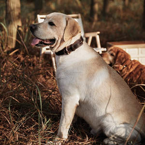 Collar de perro impermeable ajustable más vendido Collar de Mascota de cuero personalizado de lujo con logotipo Estilo clásico duradero para gatos Perros - Product Image 2