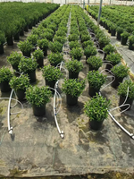 Raccord d'arrosage goutte à goutte courbé blanc pour l'intégration eau-engrais dans les serres, pour l'arrosage des racines des fruits et légumes