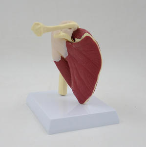 GelsonLab HSBM-084筋肉靭帯が塗装された大きな成人の肩関節モデル - Product Image 6