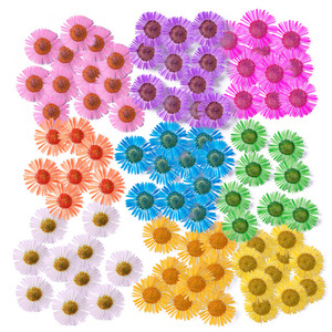 12 pz/borsa piccolo fiore essiccato margherita pressato per la decorazione di Nail Art fai da te stampo in resina che fa artigianato fai da te arte - Product Image 5