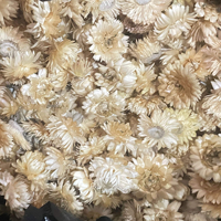 AE-007 Marguerite séchée naturelle préservée, longue durée, pour décoration de mariage et de Noël – Meilleure vente