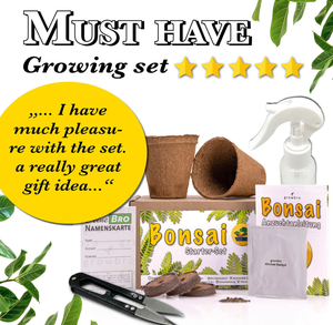Bonsai Wisteria Grow Kit-Cultivez votre propre bonsaï Bro, cadeaux pour femmes et hommes, Bonsai Starter Kit - Product Image 3