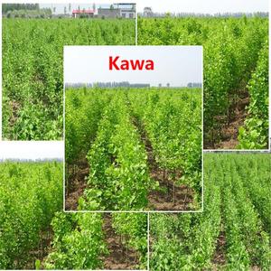 Venta al por mayor a granel <span class=keywords><strong>Kavakava</strong></span> Kava Extracto de raíz en polvo 10% 30% Kava Extracto de Kavalactona Kava - Product Image 2