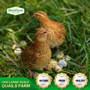 Œufs <span class=keywords><strong>de</strong></span> <span class=keywords><strong>caille</strong></span> salés chinois, œufs <span class=keywords><strong>de</strong></span> <span class=keywords><strong>caille</strong></span> en conserve, exportateur, poids 425g 850g, approvisionnement en usine - Product Image 5