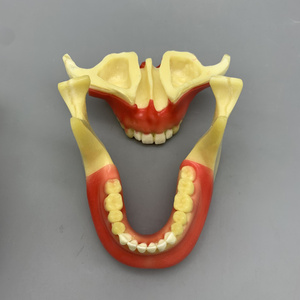 Modèle pour les étudiants à pratiquer la plantation de vis; modèle pour pratiquer avec des modèles d'os moussants - Product Image 3