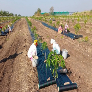Toile de paillage <span class=keywords><strong>anti</strong></span>-mauvaises herbes pour l'agriculture et l'aménagement paysager, barrière de contrôle et de protection des sols - Product Image 2