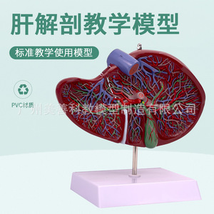 Modèles de foie du Département de Gastroentérologie, y compris des modèles anatomiques du foie, du hilum du foie et du foie lobulé. - Product Image 2