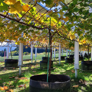 UISOLAR Solar Farm Mounting System Solar Farm Agricultural Structure OEM Custom Design Ground Mount High Efficiency PV <strong>Bracket</strong> - Product Image 5