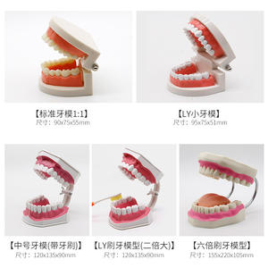 Modèles d'enseignement dentaire pour enfants de maternelle, modèles standard de dents pour l'hygiène bucco-dentaire, pour la pratique du brossage des dents, multi-usages - Product Image 6