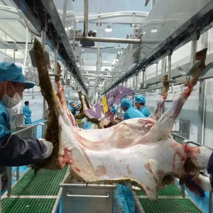 Ritual Sheep Slaughtering Equipment 1000 Lamb Halal Abattoir Line For Goat Slaughterhouse
