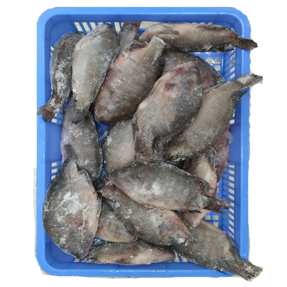 냉동 틸라피아 농업 물고기 공급 업체