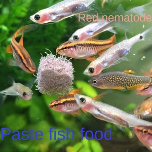 Nourriture pour poissons en ver rouges lyophilisés, nourriture pour crevettes, morceaux de nématodes rouges, petits poissons, poissons rouges, <span class=keywords><strong>guppy</strong></span>, nourriture pour tortues, Chine - Product Image 1