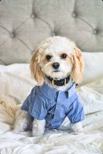 ปลอกคอสุนัขหนังแท้ทำด้วยมือสุนัขขนาดเล็กและใหญ่ที่ทันสมัย | ของขวัญดีไซน์คุณภาพสูงแบบพรีเมี่ยมสำหรับสัตว์เลี้ยงลูกสุนัข-สีดำ - Product Image 2