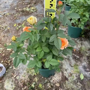 Rose Chinensis, rosier à fleurs, variétés mélangées, différentes tailles, plantes <span class=keywords><strong>vivaces</strong></span>, aménagement paysager, rosier ornemental en pot, bonsai - Product Image 5