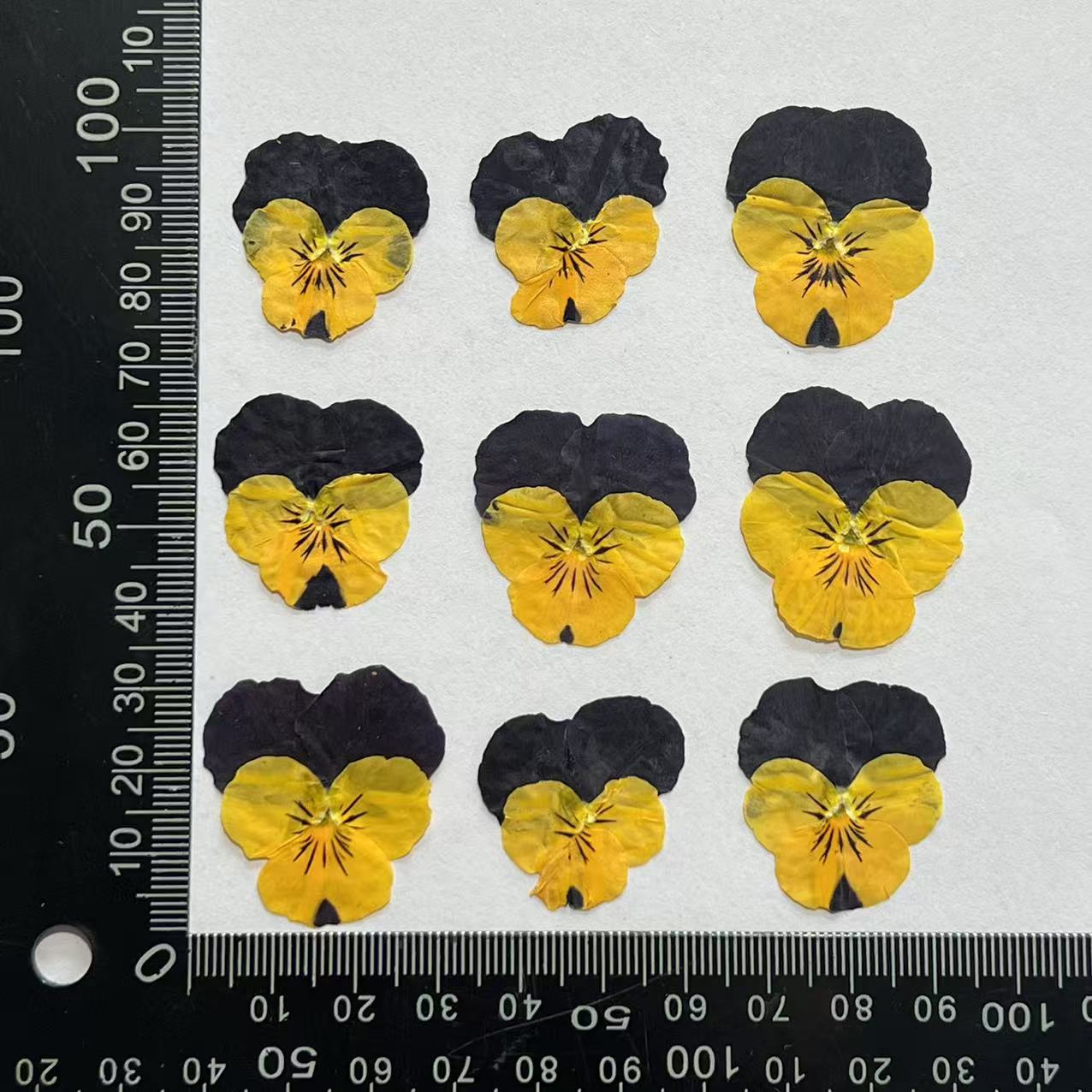 Naranja púrpura corydalis