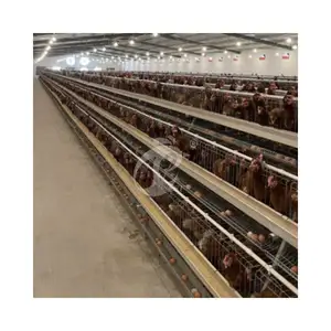 New Automatic Chickens Laying Birds Cage Used On Poultry Farm For Wholesales