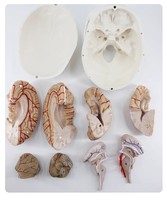 Modelo de Esqueleto Humano Adulto 1:1 con Cerebro, para Simulación Médica y Entrenamiento de Enfermería, con Certificación CE/ISO