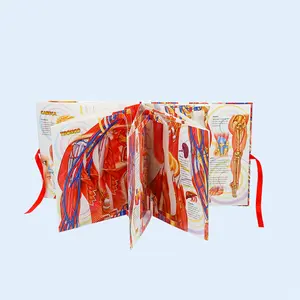 Libro Pop-up OEM 2025 para Modelos del <span class=keywords><strong>Cuerpo</strong></span> <span class=keywords><strong>Humano</strong></span> - Product Image 1