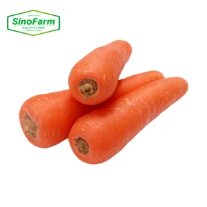 Persediaan tanaman wortel segar 10kg baru 2024 dari pemasok wortel grosir