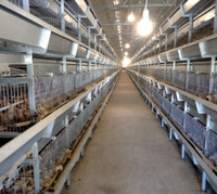 Système de transport d'aliments fermé, ligne d'alimentation pour volailles à hauteur réglable, équipement d'alimentation pour poulets à économie d'énergie