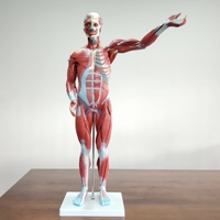 DARHMMY 80CM ciencia médica modelo de músculo masculino humano con 27 piezas