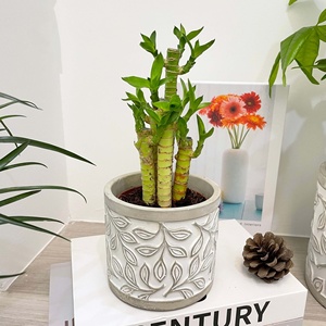 Succulentes nordiques créatives, Phalaenopsis et cymbidium, table de salon, balcon, grand pot de fleurs extérieur en ciment céramique - Product Image 3