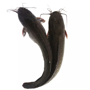 <span class=keywords><strong>Poisson</strong></span> congelé élevé en ferme, <span class=keywords><strong>poisson</strong></span>-chat - Product Image 1